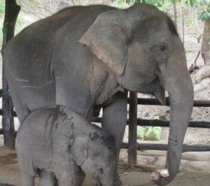 babyelephant